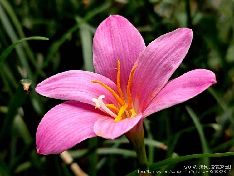 清风[爱花家园]