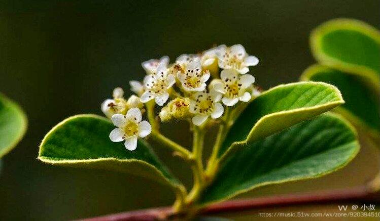 首發花城廣州山胡椒花