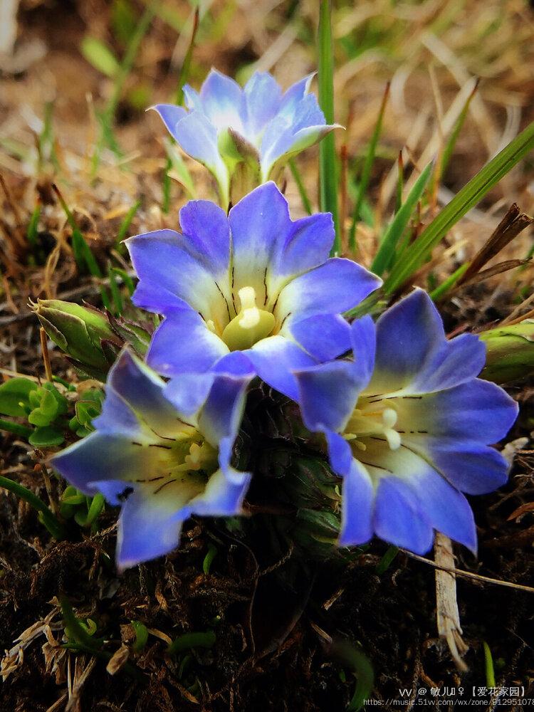 首发龙胆花