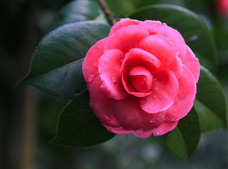 原创茶花威斯通