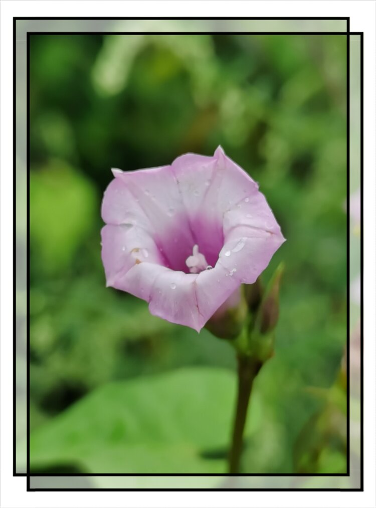 雨中的三裂叶薯花首发