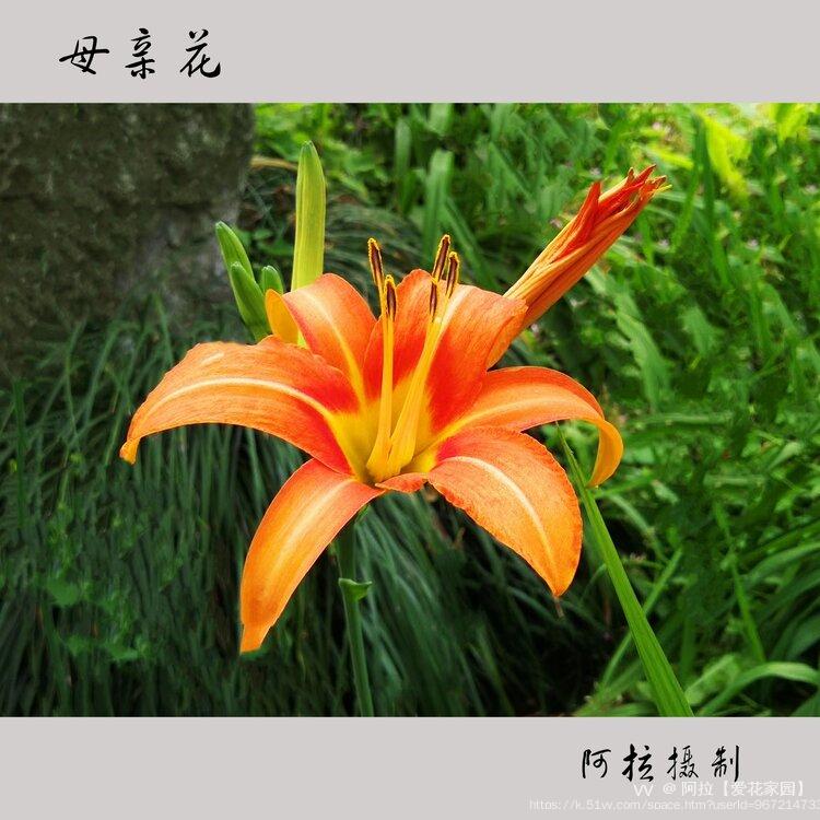 阿拉【爱花家园】