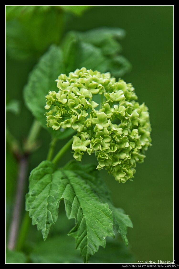 嫩绿的欧洲荚蒾首发