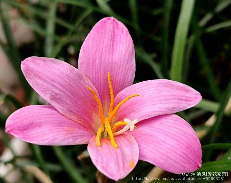 清风[爱花家园]