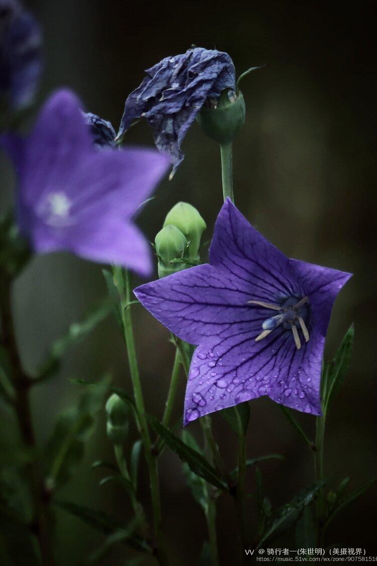 桔梗花首发