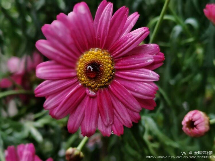 雨中绽放的木茼蒿花首发