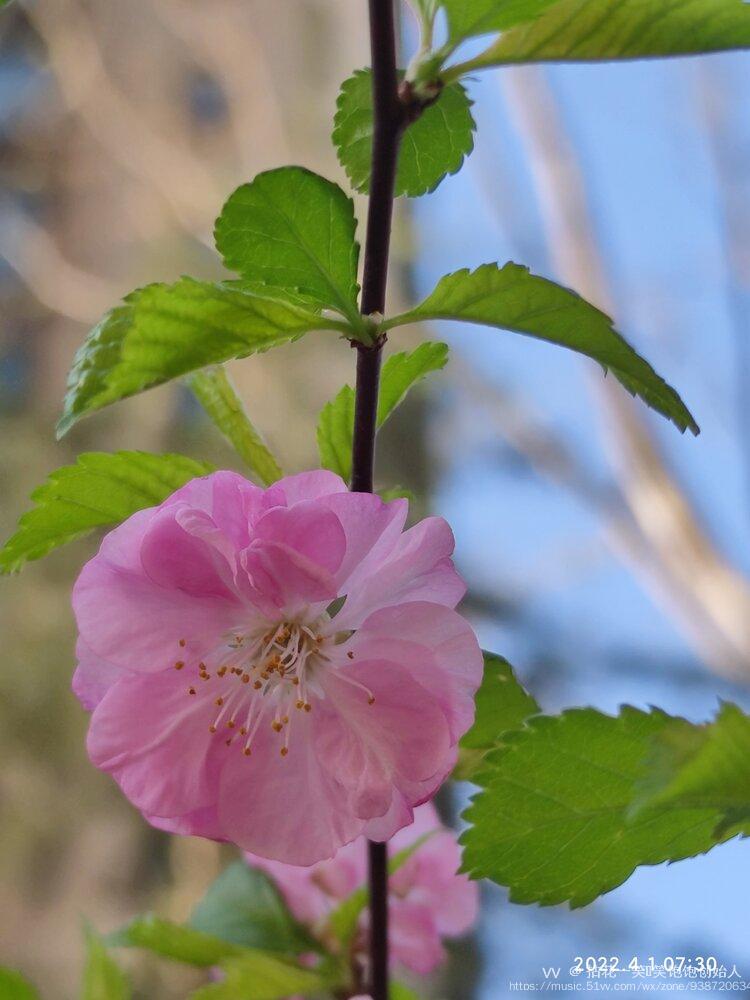 红花须得绿叶陪榆叶梅
