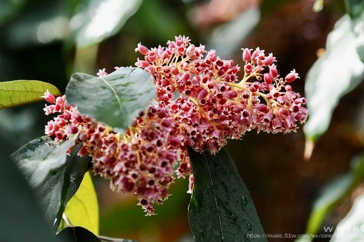 花城广州长柄银叶树