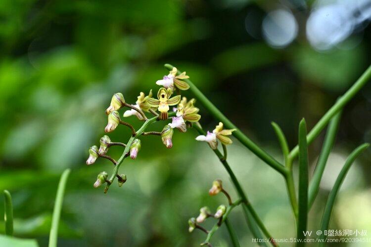 花城广州广东隔距兰