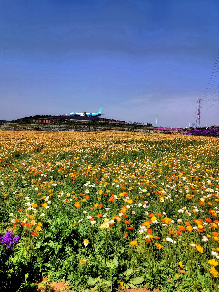 老友结伴4月28日走进平阴玫瑰园一日游