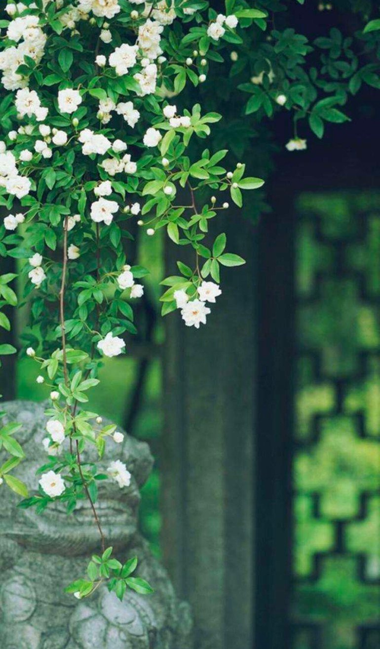 跫音不响,三月的春帷不揭你的心是小小的窗扉紧掩我达达的马蹄是美丽