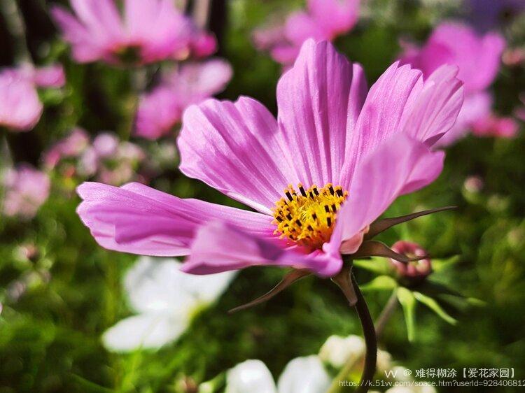 难得糊涂【爱花家园】