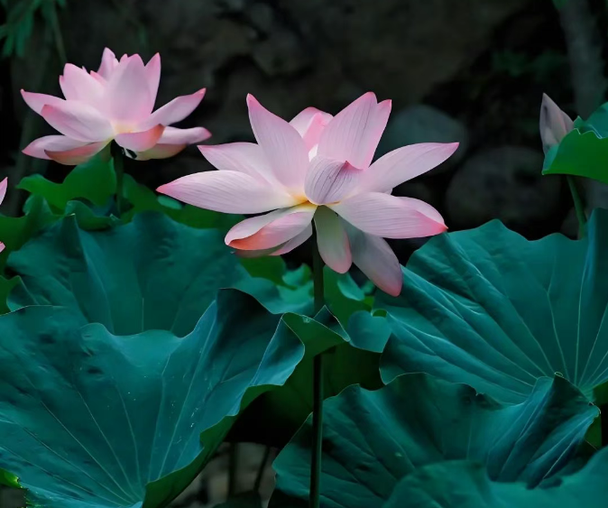 小浅🎤V娱热点