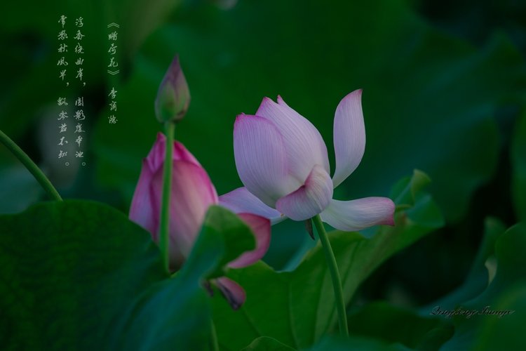 清风