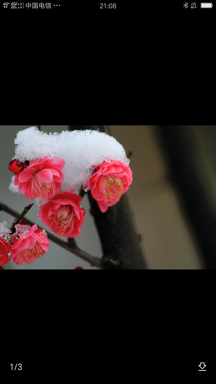 孤梅独绽不争春铁骨冰心义率真槛外风光随节序望中秀色自尘埃
