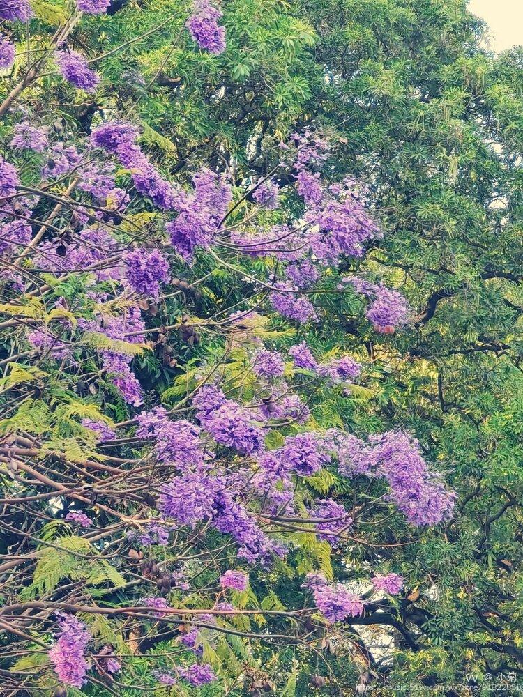 花開忘憂的萱草花啊母親慈祥又天真的笑每一個花瓣都寫著綻放的萱草花