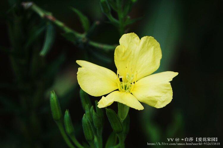 ❧白莎【爱花家园】