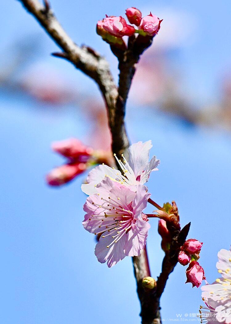 大寒樱盛开的季节