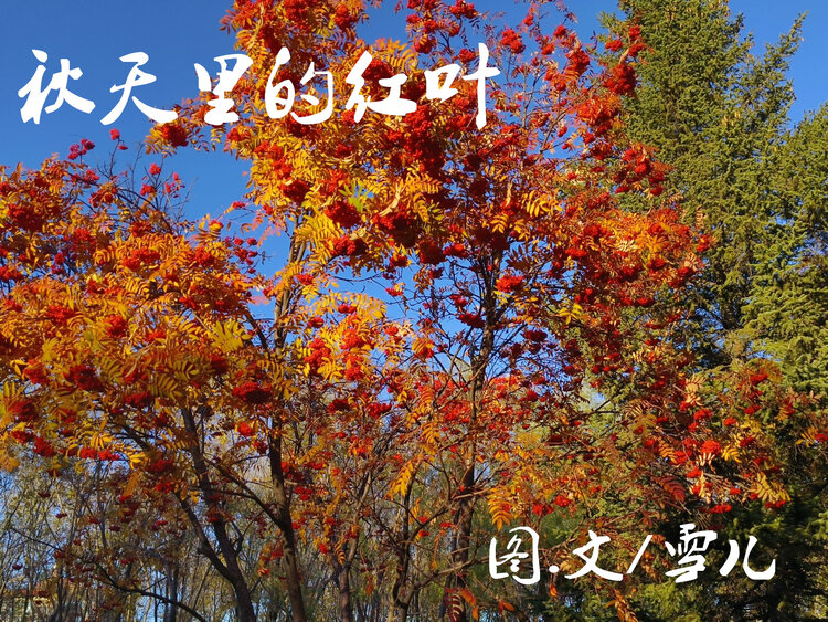 雪儿🎤V娱热点