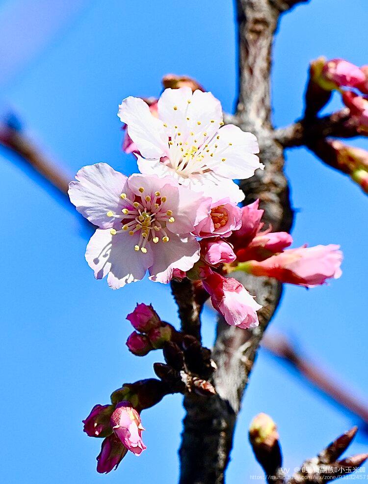 大寒樱盛开的季节