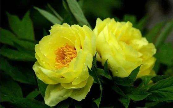 大花黄牡丹