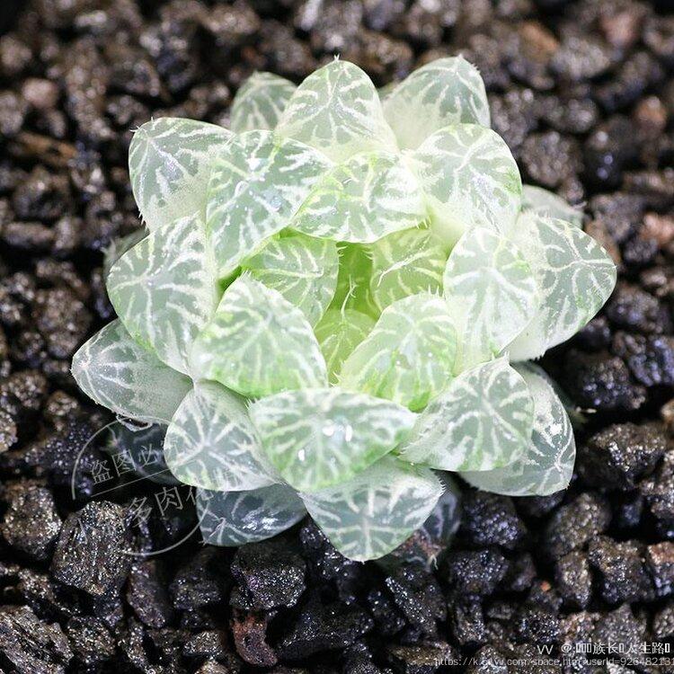 𝓁ℊ️🌠族长༄人生路᭄࿐