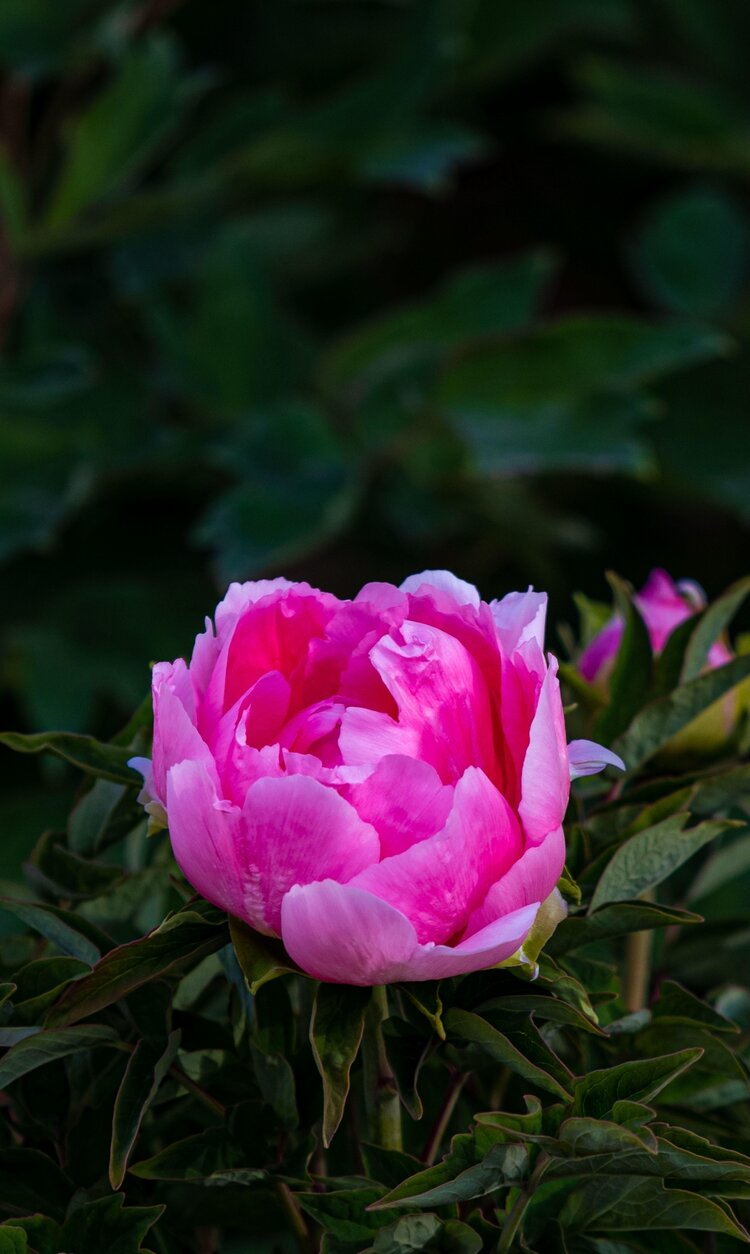 菏泽盛华牡丹园门票图片