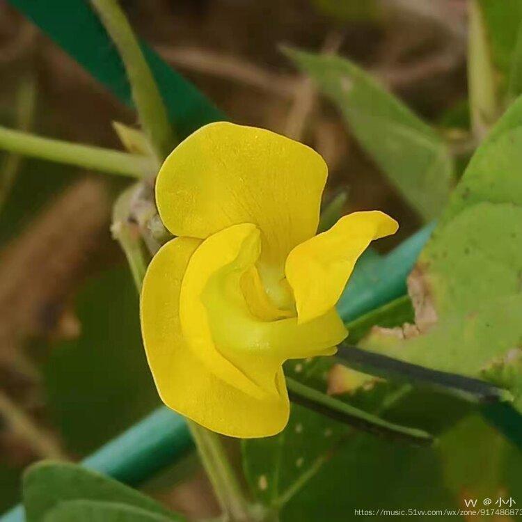 綠豆花原創