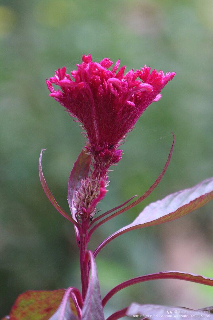 秋天盛開的花卉,大部分是菊科類的,溫婉浪漫的樣子,雞冠花則與眾不同