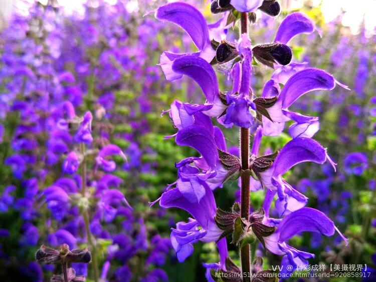 种彩成祥【美摄视界】