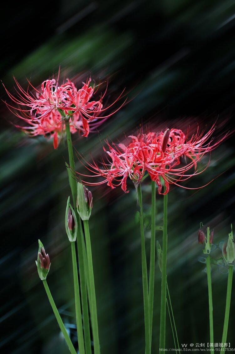 彼岸花首发