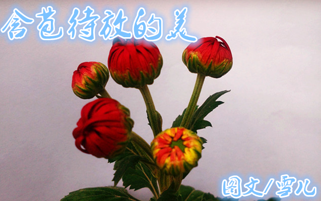 雪儿🎤V娱热点