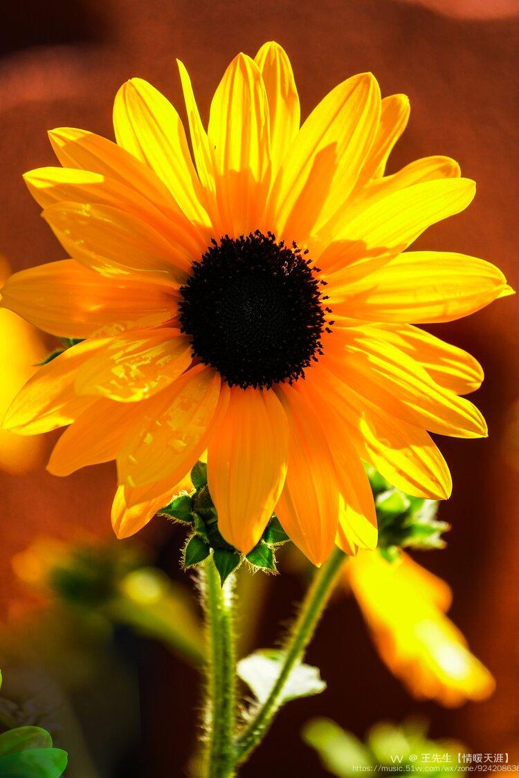 蒸蒸日上摄影首发