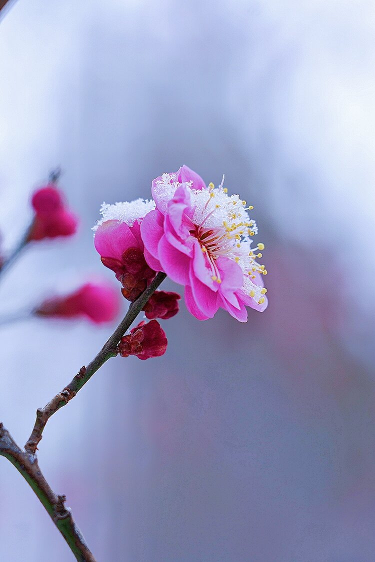 雪梅报春