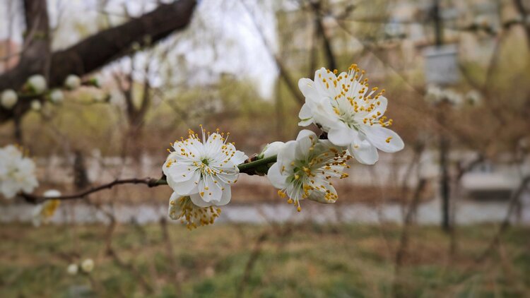 白花山碧桃图片图片