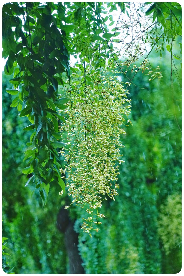 龙爪槐树开花了