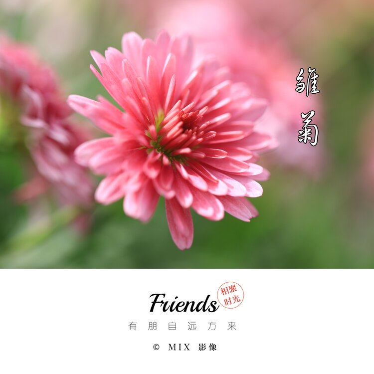 阿东[爱花家园]