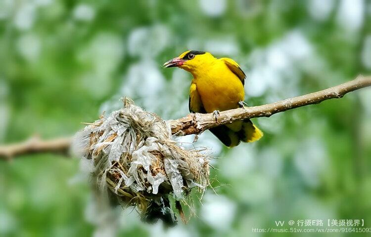 首發黃鸝鳥2