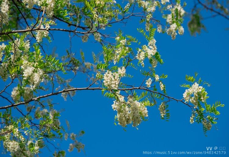 玉渊潭公园槐树花开了