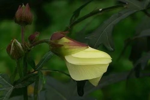 【首发】漏芦花