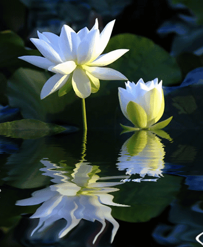 东方文学24洁美的白莲花