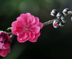 斯文笑脸【汤圆文学社】