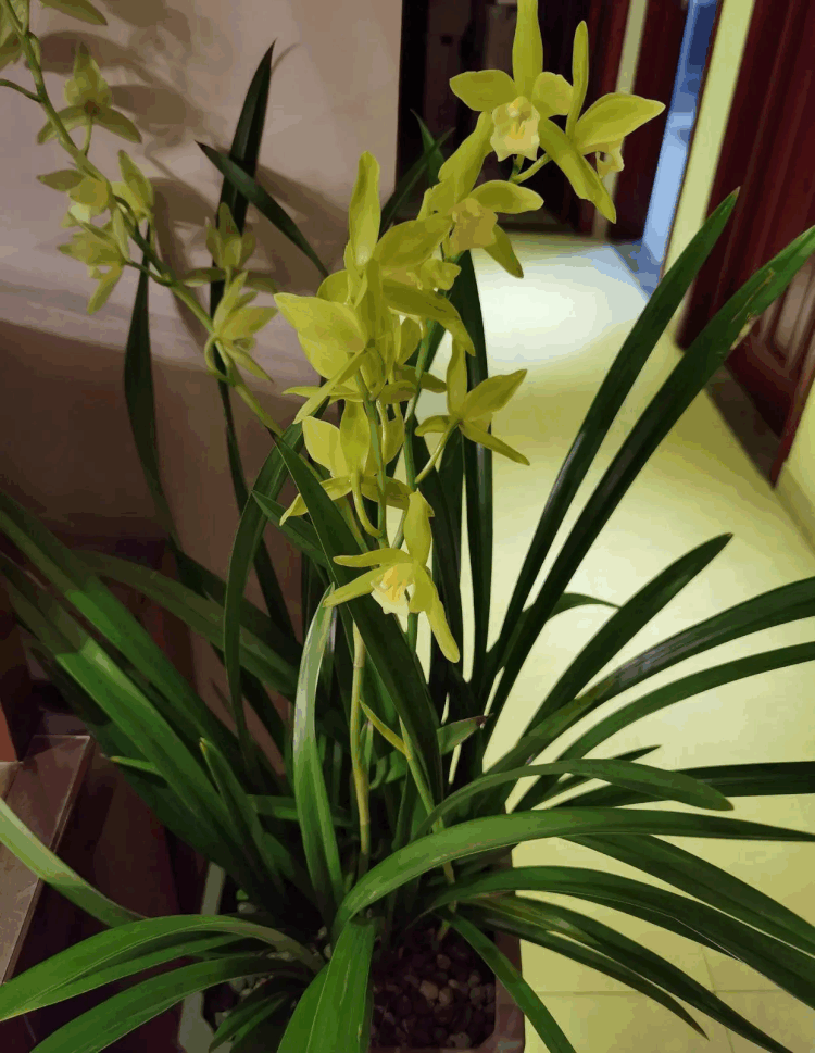 十种名贵兰花欣赏