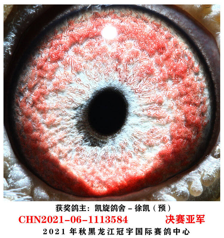龙哥
