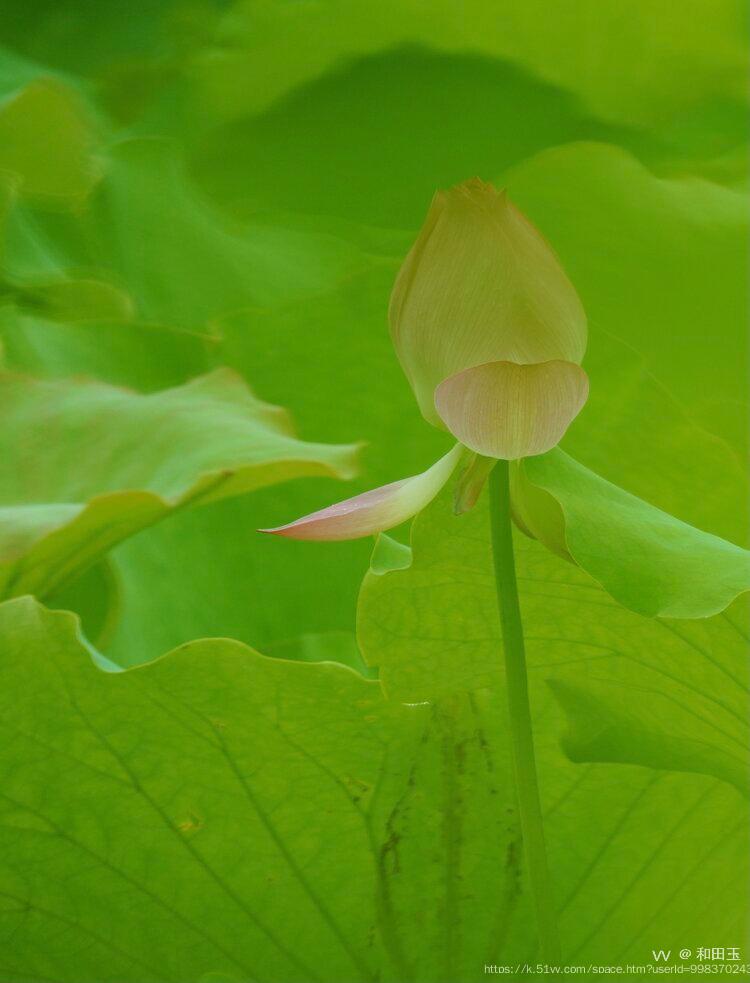 和田玉