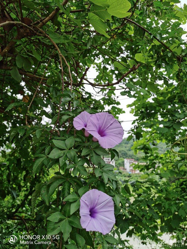 萧锋中醫
