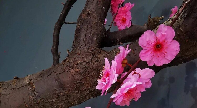 斯文笑脸【汤圆文学社】