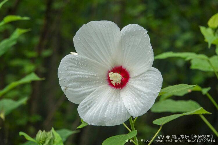 知足常乐【美摄视界】