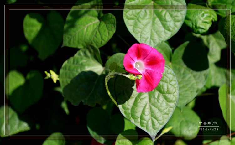 原创首发圆叶牵牛花