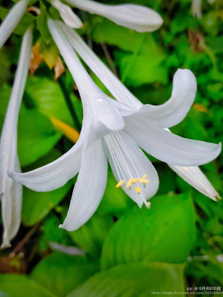 首发微距镜头下的白玉簪花